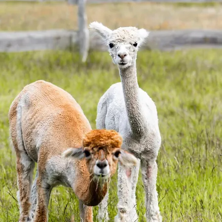 Schloss Sigroen Tiny * Bad Wilsnack