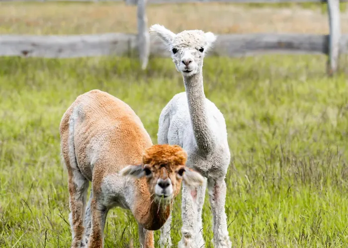 Schloss Sigroen Tiny * Bad Wilsnack